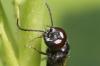Astata sp.
